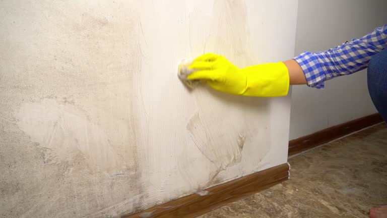 Reliable Arizona City, AZ Mold Removal Solutions
