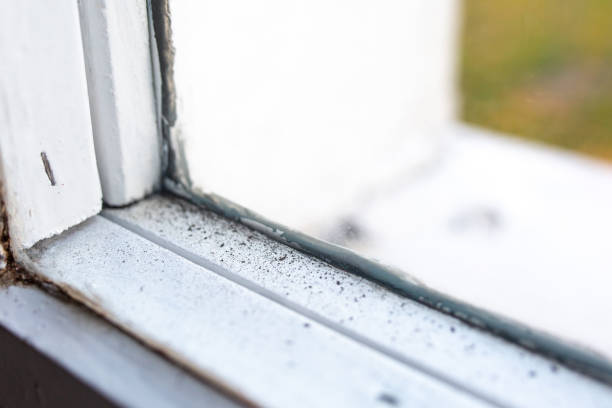Best Forensic Mold Investigation  in Arizona City, AZ