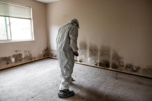 Best Commercial Mold Inspection  in Arizona City, AZ