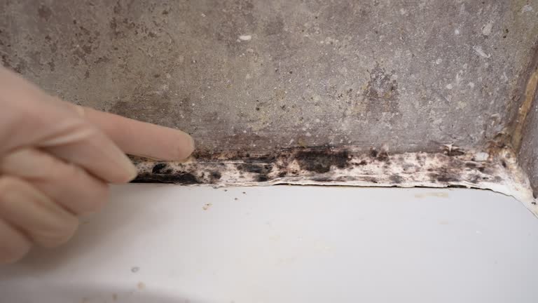 Best Crawl Space Mold Remediation  in Arizona City, AZ