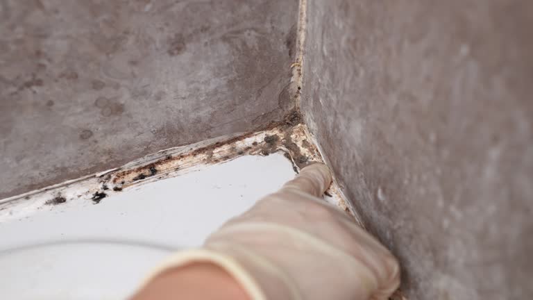 Best Environmental Consulting for Mold Prevention  in Arizona City, AZ